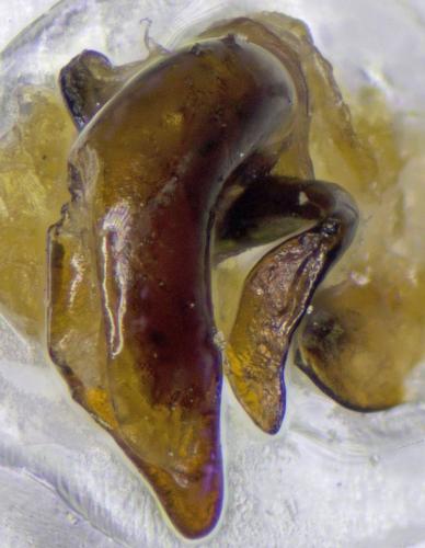 Pterostichus oenotrius